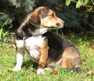 Beagle-keverék - fiatal szuka