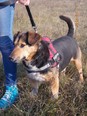 Tacskó-beagle keverék - 9 éves kan