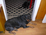 Rottweiler - 6 éves szuka