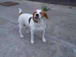 Beagle (keverék) - 9 éves kan