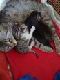 Közép hosszú szőrű imádni való házi cicák - 1 kandúr, 1 nőstény