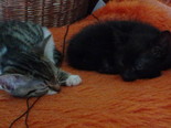 Közép hosszú szőrű imádni való házi cicák - 1 kandúr, 1 nőstény