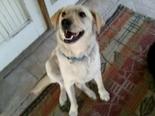 Labrador retriever keverék - 3 éves szuka