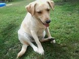 Labrador retriever keverék - 3 éves szuka