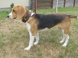 Beagle - 3 éves szuka