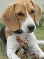 Beagle - 3 éves szuka
