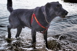 Labrador keverék - 10 éves kan