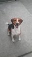 Beagle keverék - 3 éves kan