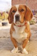 Beagle - 2 éves kan