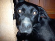Labrador Retriver - 2 éves szuka