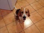 Beagle - 10 hónapos kan