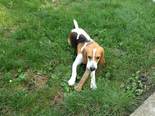 Beagle - 10 hónapos kan