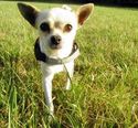 Chihuahua - 4 éves szuka