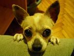 Chihuahua - 4 éves szuka