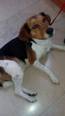 Beagle-Jack russel - 3 éves kan