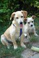 Tacskó  beagle keverék - 5 hónapos kan