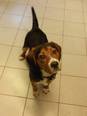 Beagle kopó  - 1 éves kan