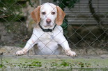 Beagle - 10 éves kan