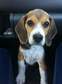 Beagle - 5 hónapos szuka