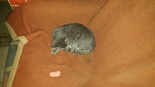 Házi macska - 7 hónapos nőstény