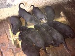 Rottweiler-dobermann - 4 kan, 5 szuka