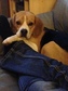 Beagle - 2 éves kan