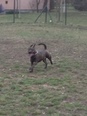 Francia bulldog-Staffordshire keverék - 4 éves kan
