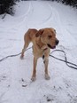 Labrador Keverék - 2 éves kan