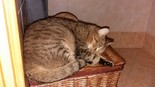 Házi macska - 2 éves nőstény