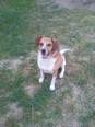 Beagle keverék - 2 éves kan