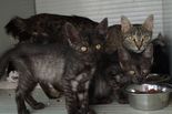Házi macska - 6 kandúr, 6 nőstény