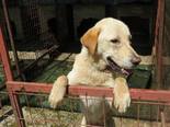 Labrador retriever jellegű - 2 éves kan