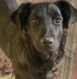 Labrador keverék - 7 hónapos szuka