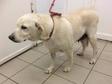 Labrador retriever jellegű - 7 éves szuka