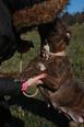 Amerikai staffordshire terrier keverék - felnőtt szuka