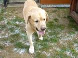Labrador retriever - 12 éves kan