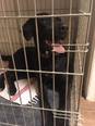 Labrador keverék - 1 éves kan