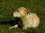Labrador retriever jellegű - 7 éves szuka