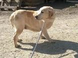 Labrador retriever - 6 éves szuka
