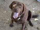 Labrador retriever - 4 éves kan