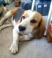 Beagle keverék - 6 éves kan
