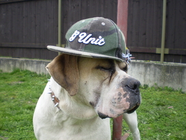 Rapbull:P