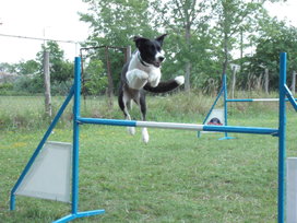 Collie-sport