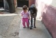 Kicsi lány a nagy kutyával :)