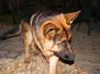 Theo 1