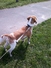 Snoopy