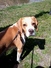 Snoopy