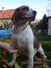 Lédi