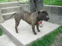 Staffordshire terrier szuka