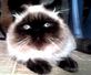 Maxi